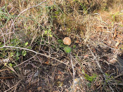 Asparagus divaricatus