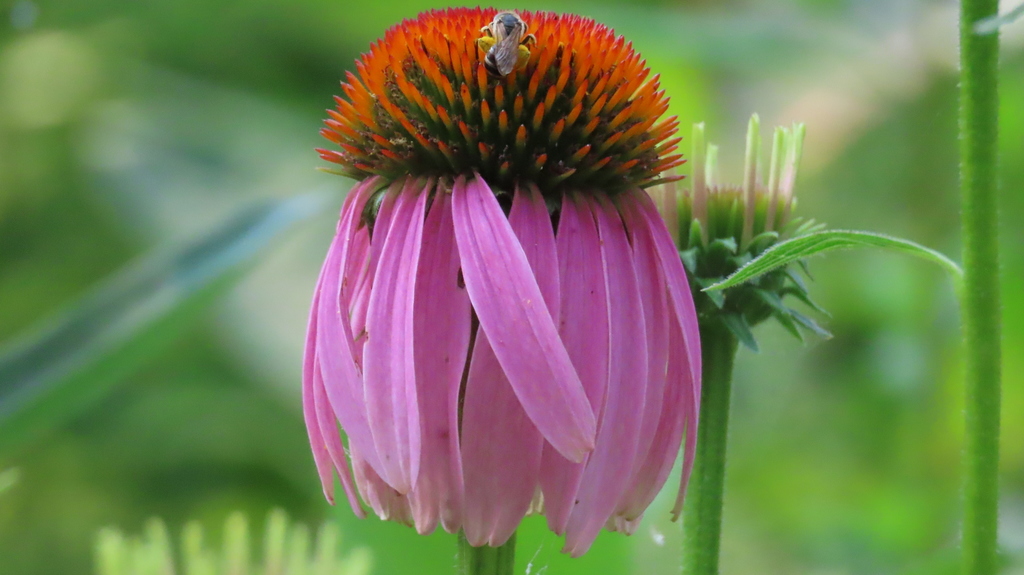 Echinacea purpurea flower with bee