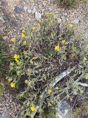 Heterotheca pumila