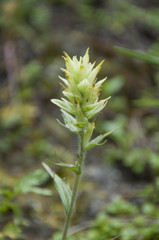 Castilleja lutescens