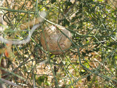 Asparagus divaricatus