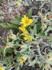 Heterotheca pumila
