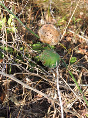 Asparagus divaricatus