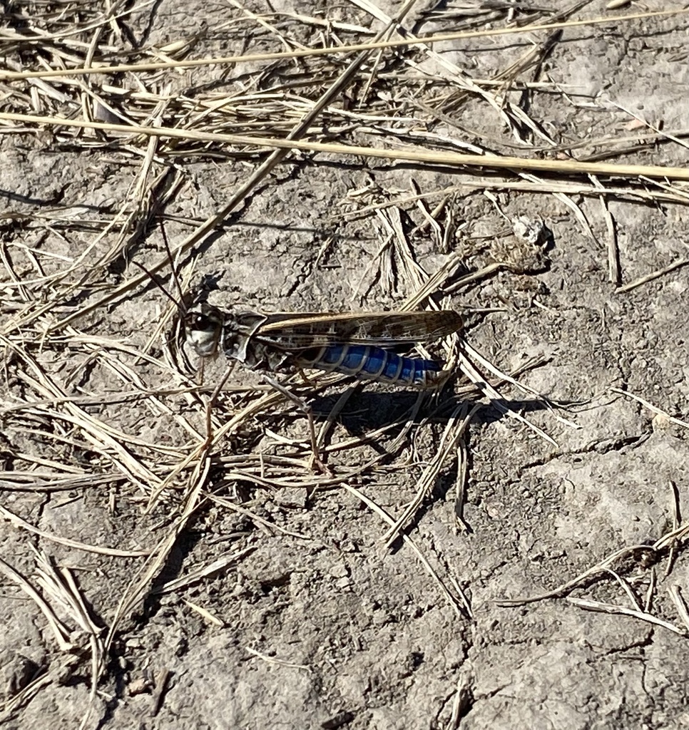Blue-legged Grasshopper