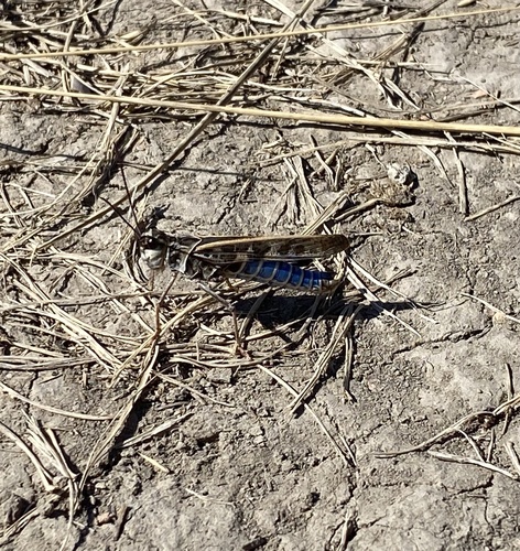 Blue-legged Grasshopper