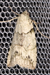 Calathusa basicunea