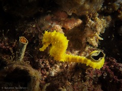 Hippocampus comes