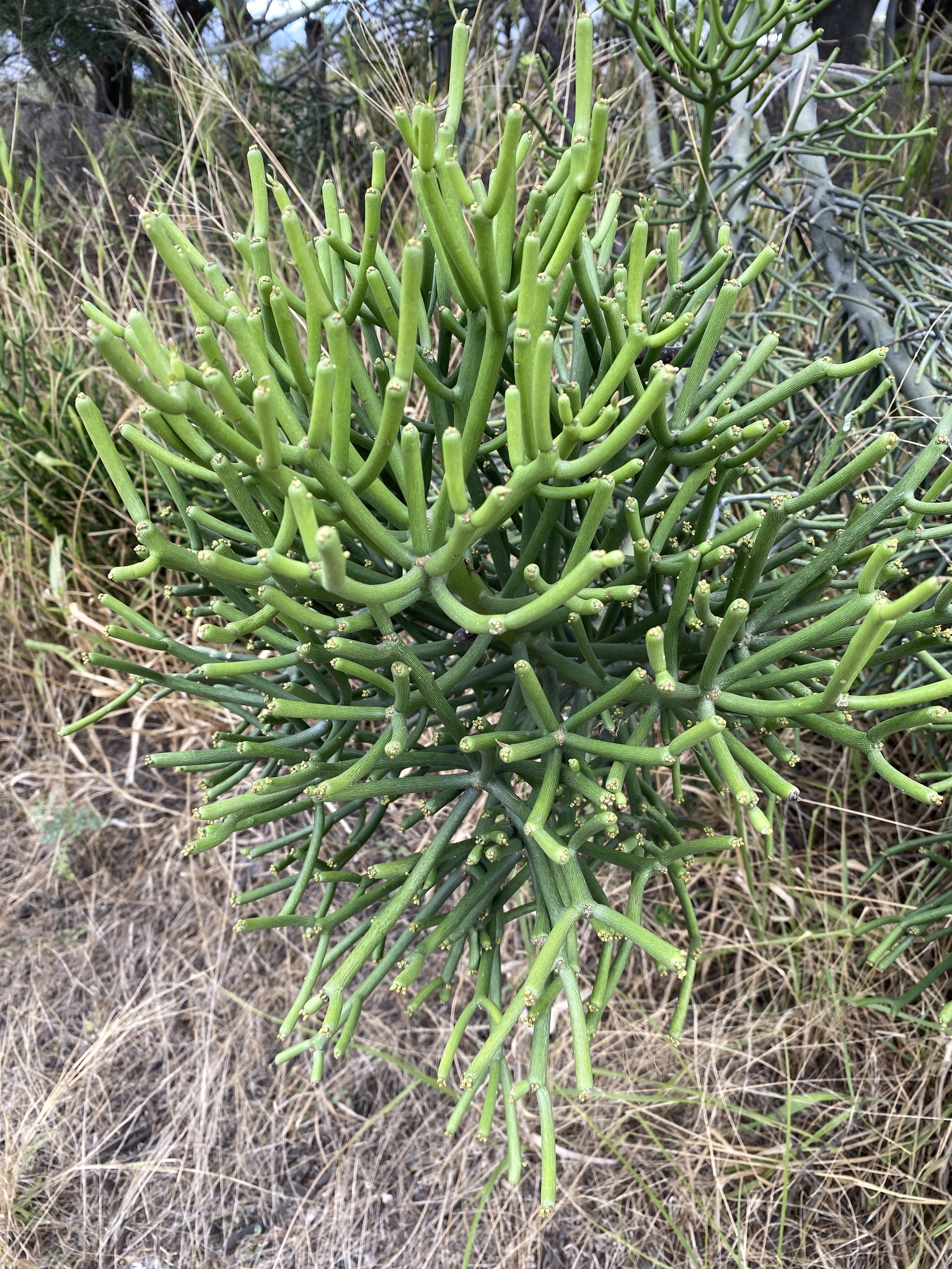 Euphorbia tirucalli image