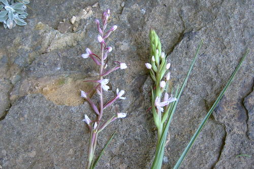 Disa oreophila subsp. oreophila image