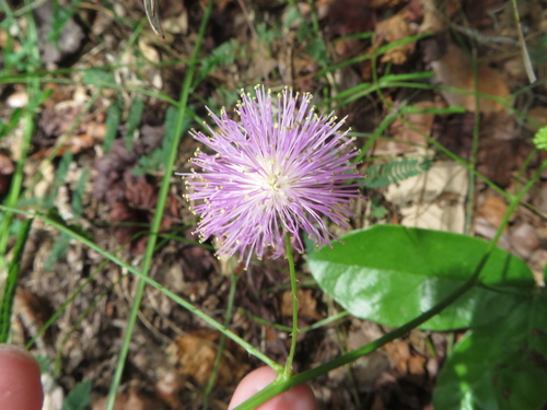Image of Mimosa floridana by (c) Ben Machado, some rights reserved (CC BY)