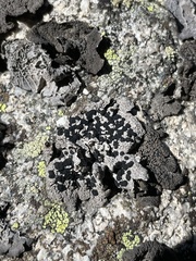 Umbilicaria virginis