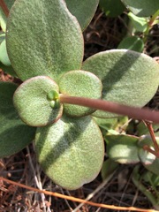 Crassula multicava multicava