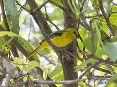Icterus nigrogularis