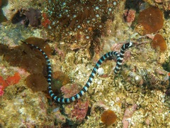 Laticauda laticaudata