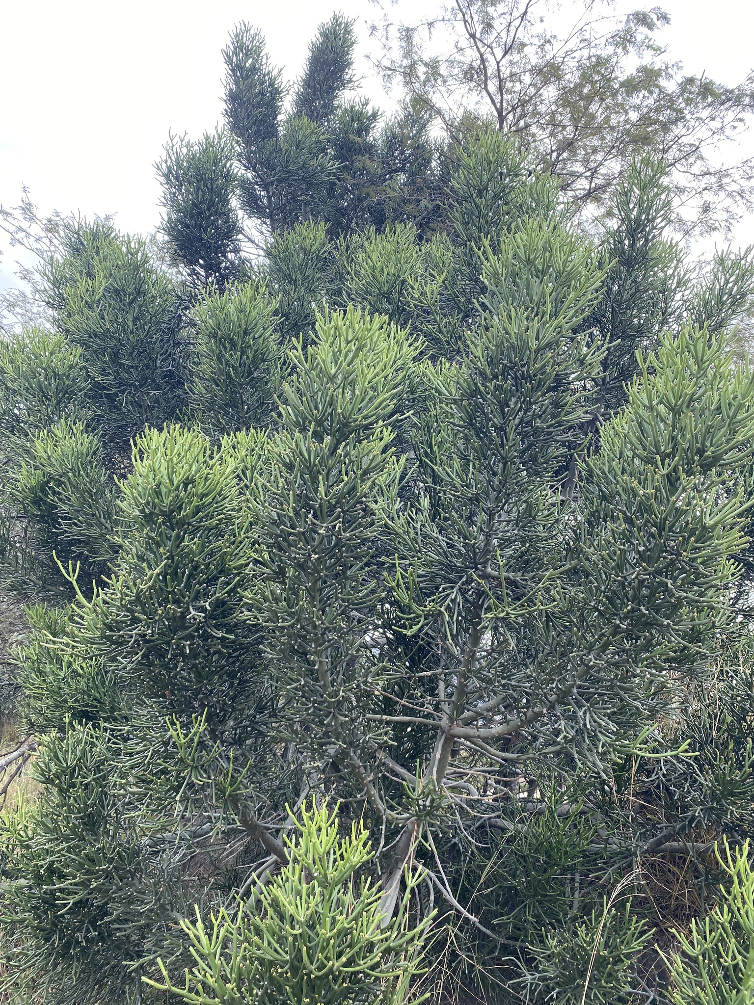Euphorbia tirucalli image