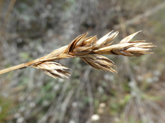 Carex petasata