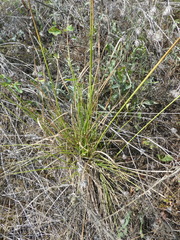 Carex petasata