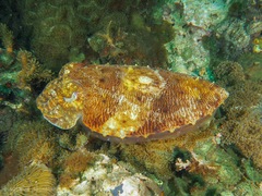 Sepia latimanus