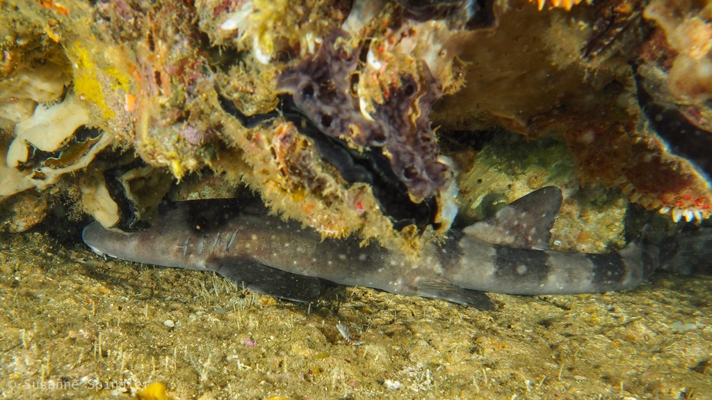 A White-Spotted Bamboo Shark Hiding beneath rock