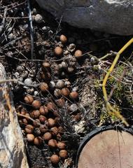 Pronolagus saundersiae