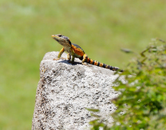 Pseudocordylus subviridis