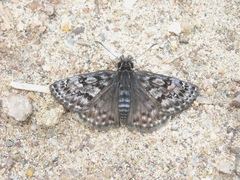 Erynnis martialis