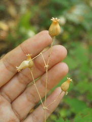 Silene italica