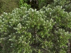 Brachyglottis cassinioides