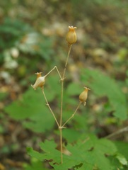 Silene italica