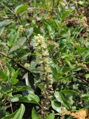 Phytolacca dodecandra