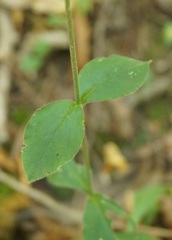 Silene italica