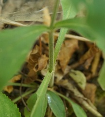 Silene italica