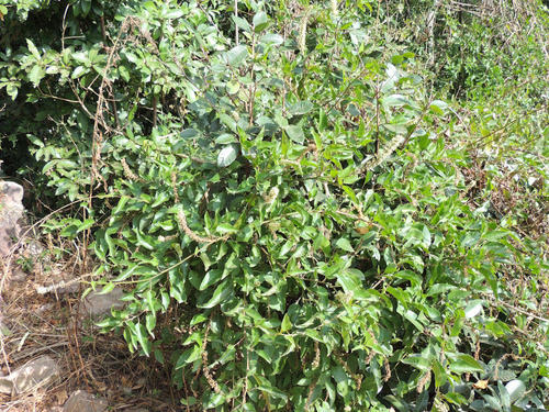 African Soapberry