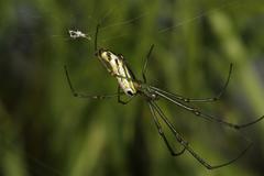 Leucauge kibonotensis