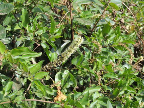 African Soapberry