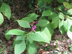Callicarpa americana