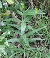 Gloriosa superba