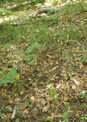 Silene italica