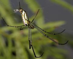 Leucauge kibonotensis