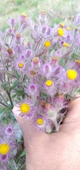 Senecio conyzifolius