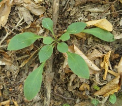 Silene italica