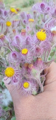 Senecio conyzifolius