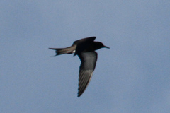 Onychoprion fuscatus