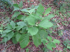 Callicarpa americana