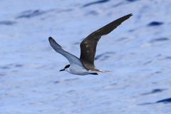 Onychoprion fuscatus