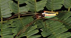 Leucauge levanderi