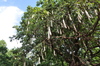 Sausage Tree - Photo (c) forestbathing, some rights reserved (CC BY-NC)