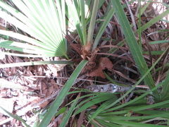 Serenoa repens