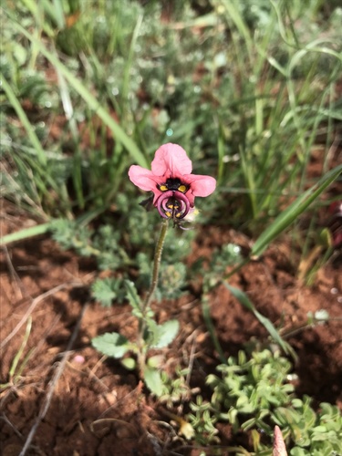 Alonsoa unilabiata (Alonsoa unilabiata)