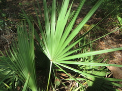 Serenoa repens